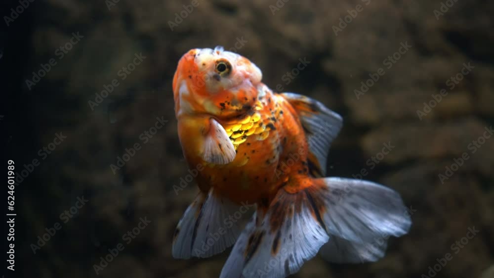 Freshwater fish species, selective breeding oranda goldfish, carassius ... - Selective Breeding Of Goldfish