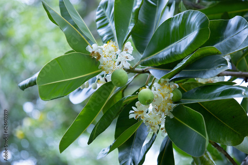 Flowers and fruits of Calophyllum inophyllum. Blooming white panicle with light green fruits on a tree with shiny dark green leaves with copy space. selective focus photo