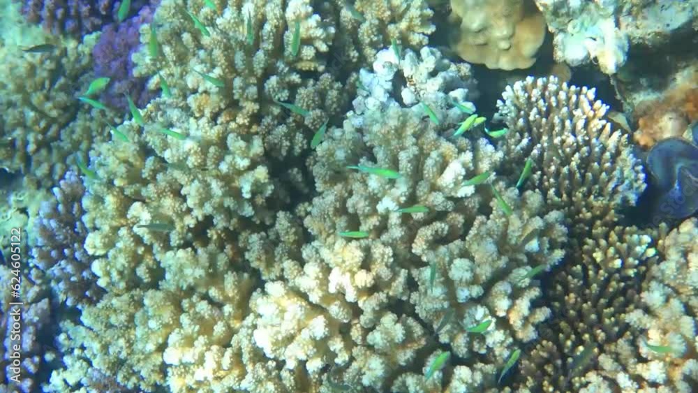 small green fish over yellow corals in the red sea small green fish over yellow corals in the red sea