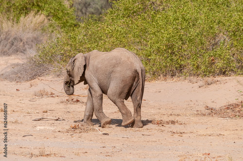Impression of an African Desert Elephant - Loxodonta Africana- wandering in the desert in North Western Namibia. Impression of an African Desert Elephant - Loxodonta Africana- wandering in the desert in North Western Namibia.
