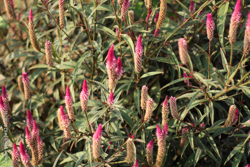 With vivid colours and showy, plume-like or crested flowers, celosia is immensely decorative for indoors or the summer garden, producing blooms from midsummer to early autumn