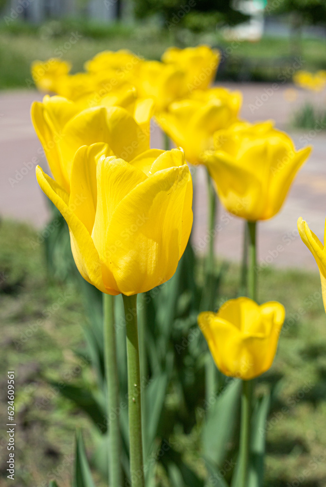 Blooming tulip close-up against the background of the spring sky. Blooming tulip close-up against the background of the spring sky.