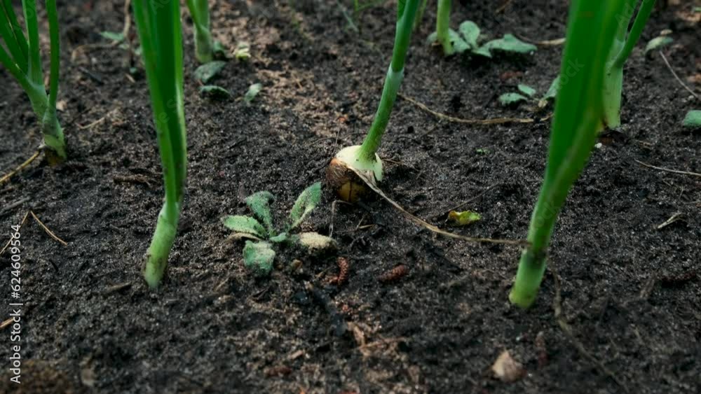 Close up of shallot or young onion and moving camera away exposing more bulbs growing in organic garden. Close up of shallot or young onion and moving camera away exposing more bulbs growing in organic garden.