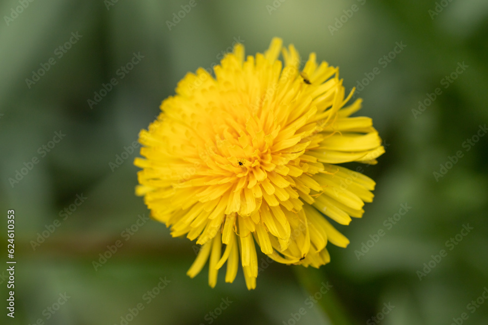 bright plants flowers in nature bright plants flowers in nature
