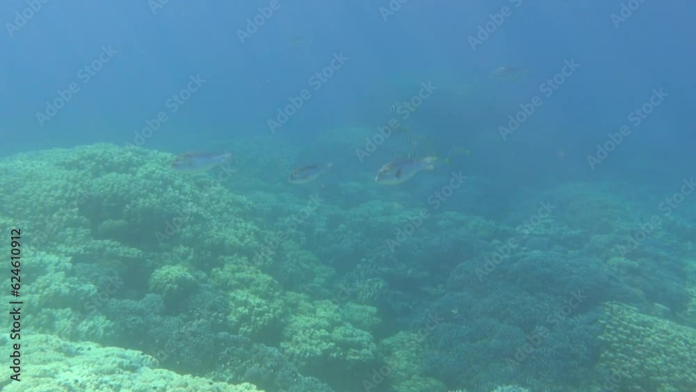 large fishes over a wonderful coral reef with sunrays through the water large fishes over a wonderful coral reef with sunrays through the water