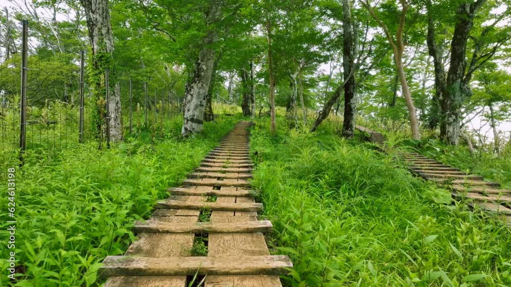 美しい木道の登山道 美しい木道の登山道