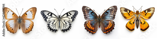 Animals insects butterfly background banner - Colorful popular, butterflies collection set, isolated on white background (Generative Ai) © Corri Seizinger