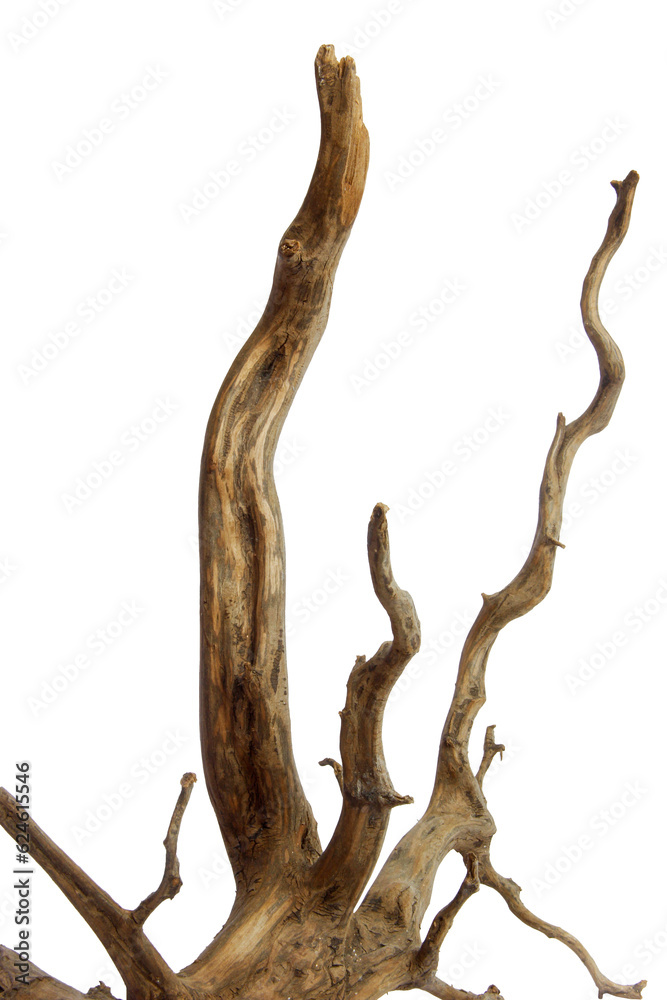 Obraz premium Horn driftwood root branches wooden texture isolated on transparent background. PNG transparency