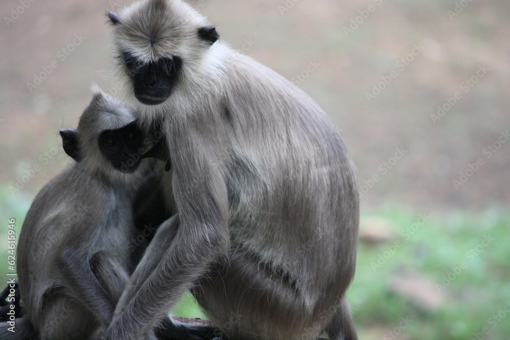 Sri Lankan monkey and baby