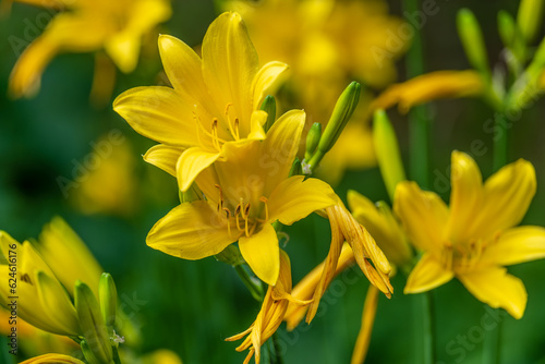 Yellow lilies in the garden on a summer day.