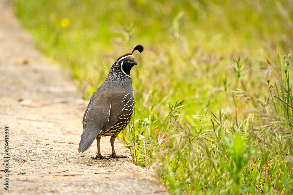 Male California quail (Callipepla californica) walking in the park. Male California quail (Callipepla californica) walking in the park.