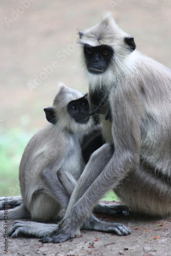 Sri Lankan macaque with baby
