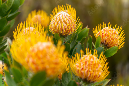 Close-up of Leucospermum cuneiforme  Wartstem Pincushion 