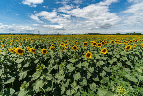sunflower field summer sky clouds