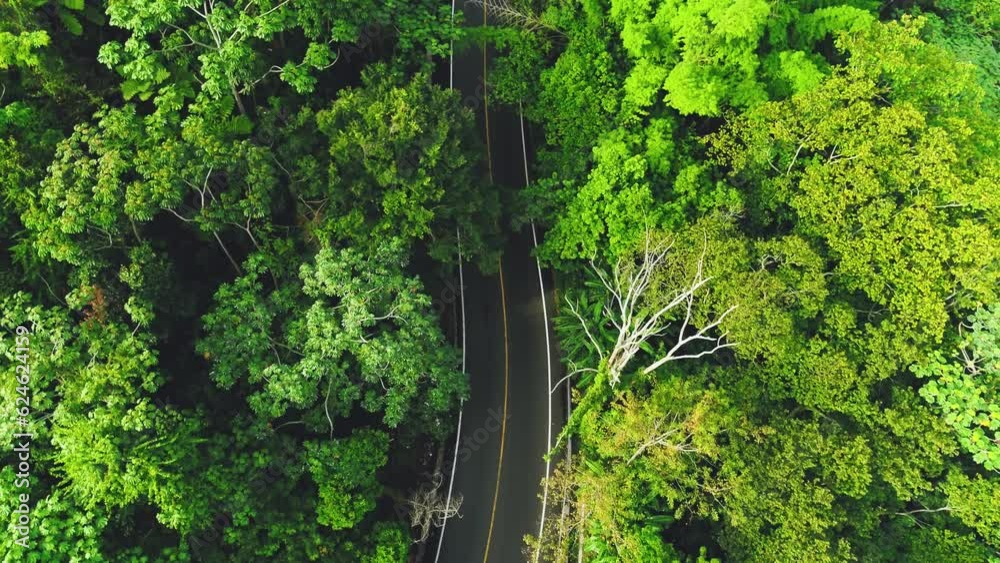 Top view of a bright green forest landscape with a road. Aerial nature ...