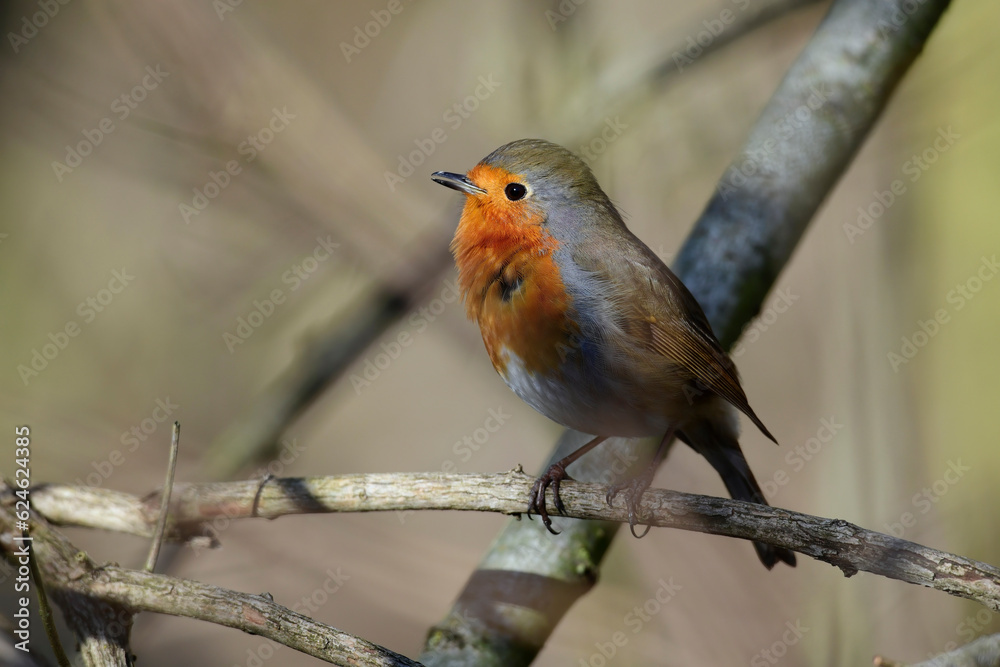 European robin // Rotkehlchen (Erithacus rubecula rubecula) - Germany