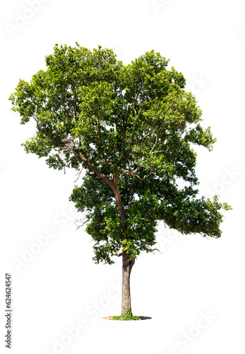 isolated tree on white background isolated tropical tree used for advertising and architecture design