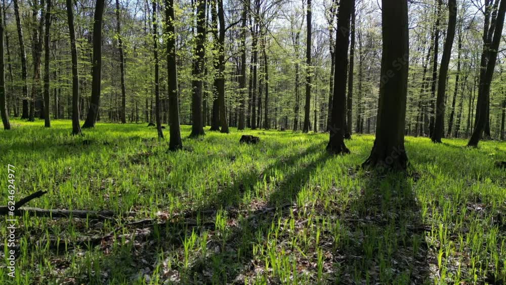Moving in spring forest. Trees with shadows and sunshine, green wood, 4k 