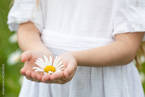 A white daisy in the hand of a little girl on a natural background. Chamomile is a symbol of family and loyalty. On the delicate female palm lies a small daisy. A beautiful flower in your hand