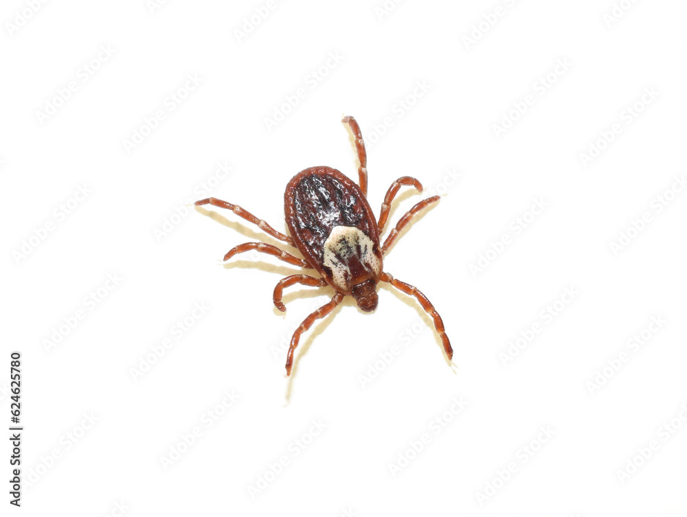 American dog tick Dermacentor variabilis on white background American dog tick Dermacentor variabilis on white background