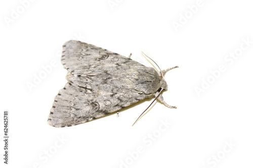 Acronicta americana American dagger moth