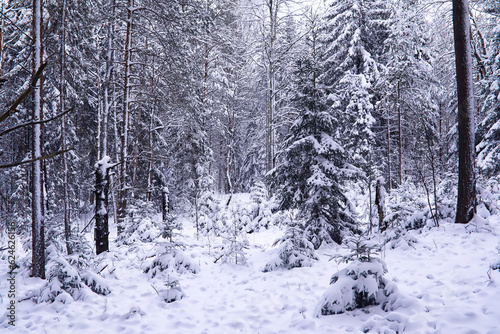 The forest is covered with snow. Frost and snowfall in the park. Winter snowy frosty landscape.