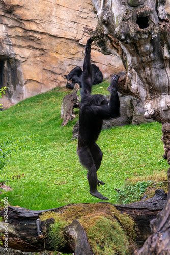 Monkey tree
