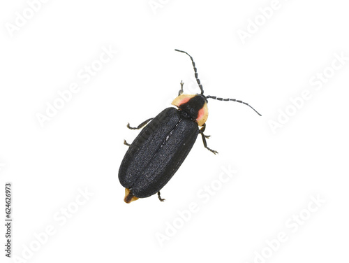Lucidota atra diurnal black firefly on white background
