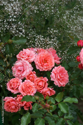 Beautiful pink rose variety in the garden © Olga Tkacheva