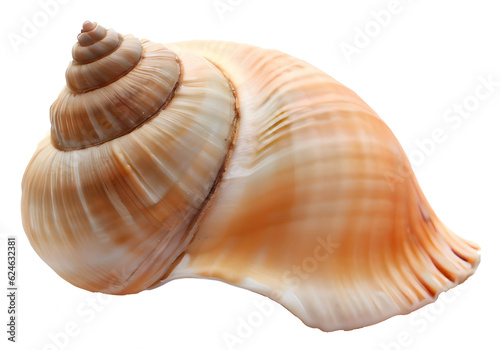 Isolated bright spiral seashell conch for use as decoration element © EricG