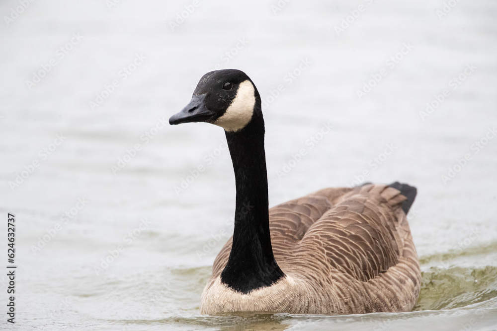 Greater Canada Goose, Branta canadensis Greater Canada Goose, Branta canadensis