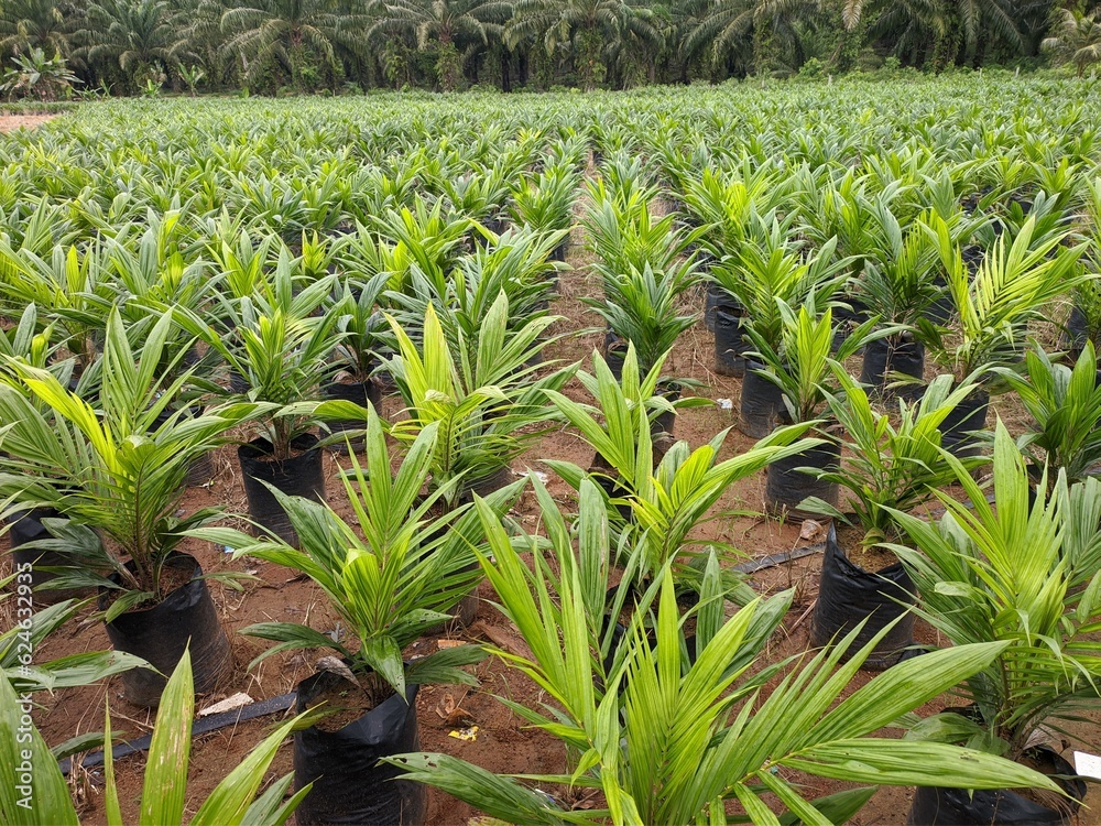 Obraz premium oil palm nursery in south kalimantan - indonesia