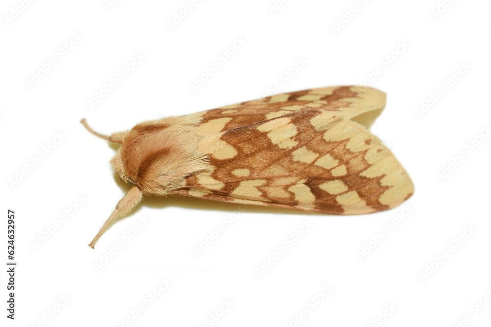 Lophocampa maculata, the Yellow-spotted tussock moth on white background
