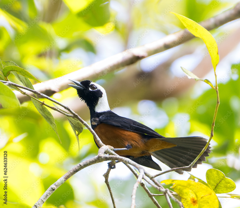 Fototapeta premium White-capped monarch, Monarcha richardsii