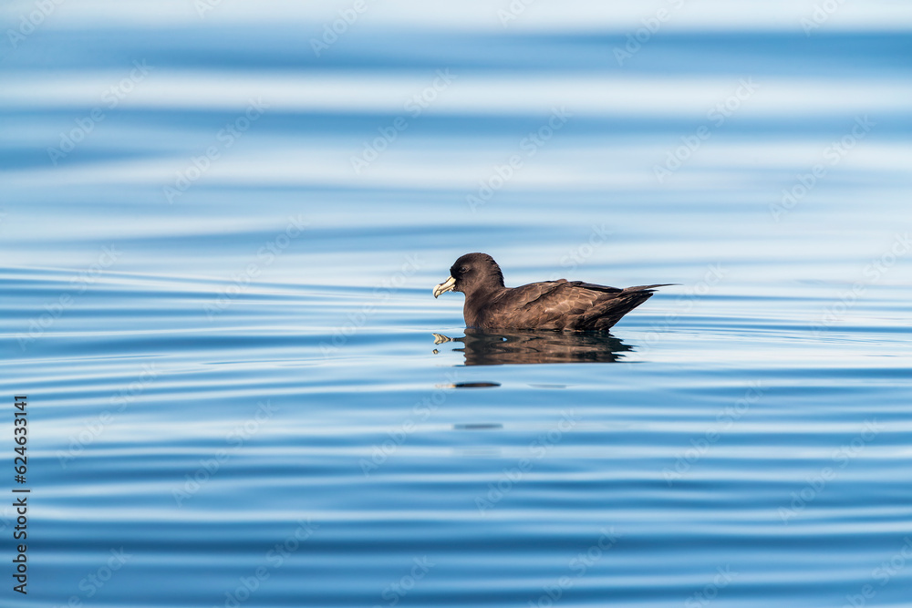 White-chinned Petrel, Procellaria aequinoctialis steadi White-chinned Petrel, Procellaria aequinoctialis steadi