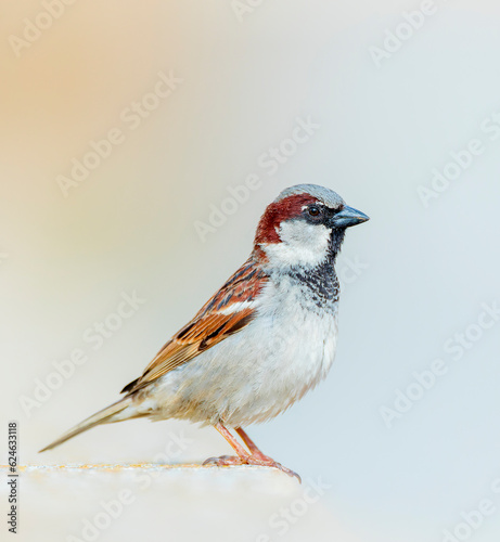 House Sparrow, Passer domesticus photo