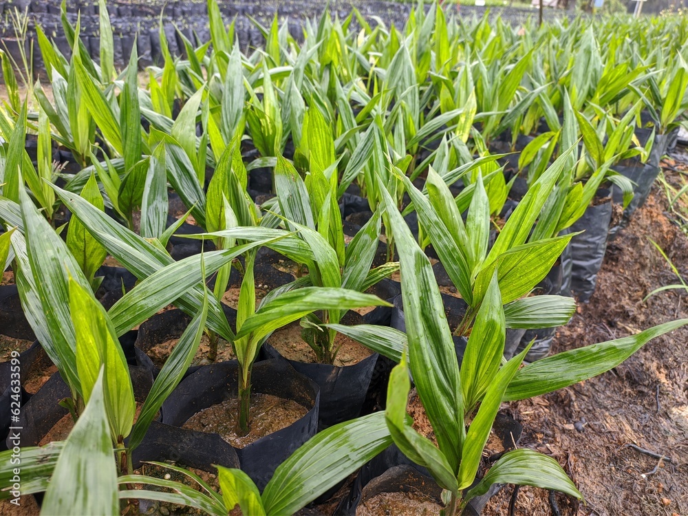 Obraz premium oil palm nursery in south kalimantan - indonesia 