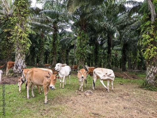 integrated oil palm plantations with cattle farms photo