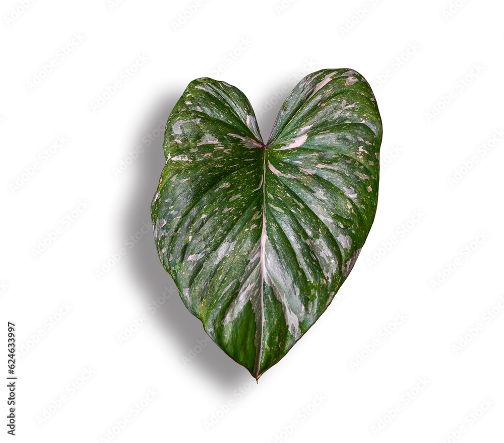 Green leaf isolated on white background with clipping path. Green leaf isolated on white background with clipping path.