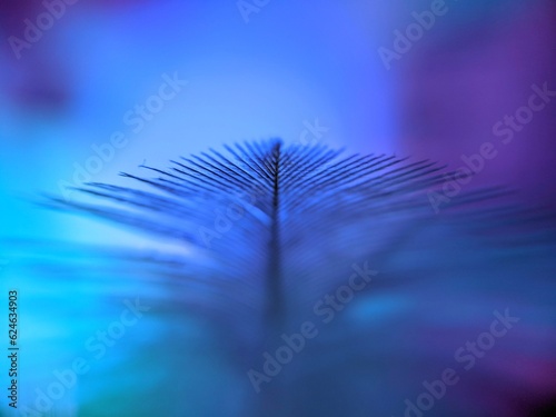 turkey feather on a blue color background