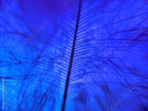 turkey feather on a blue color background