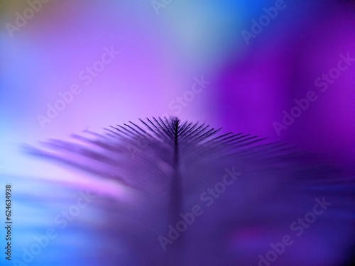 turkey feather on a blue purple color background