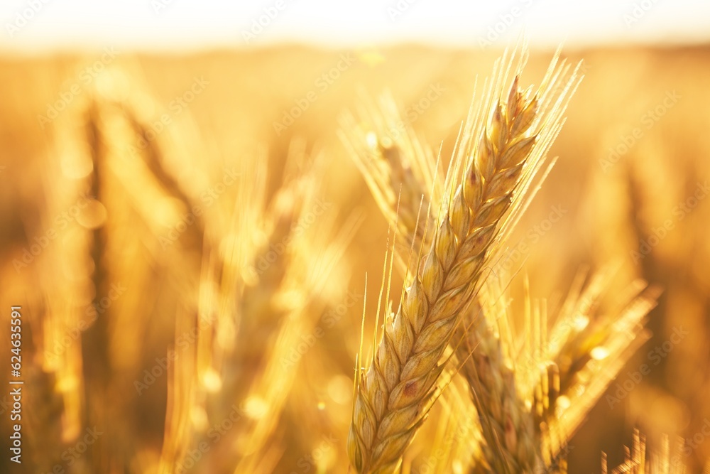 Wheat field. Background of agriculture wheat field. Rich harvest Concept. Ears of golden wheat close up. Beautiful Nature Sunset Landscape. Rural Farming Scenery under Shining Sunlight. Wheat field. Background of agriculture wheat field. Rich harvest Concept. Ears of golden wheat close up. Beautiful Nature Sunset Landscape. Rural Farming Scenery under Shining Sunlight.