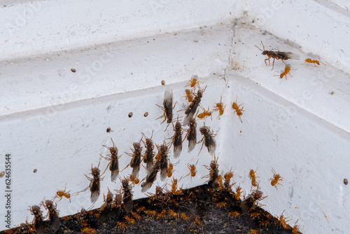 Inwazja latających mrówek w mieszkaniu