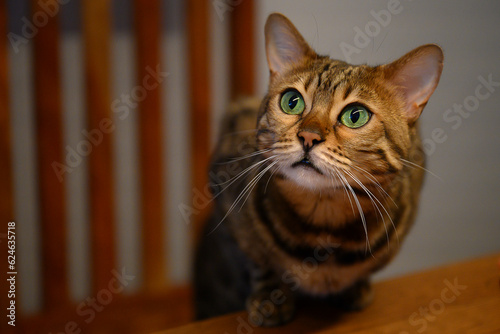 Bengalkatze