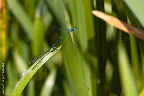 two rare southern dragonflies on a pond sitting on a reed leaf. Aeshna affinis