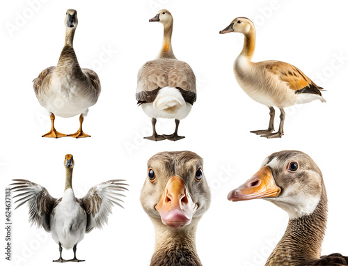 Goose bird, many angles and view portrait side back head shot isolated on transparent background cutout, PNG file
