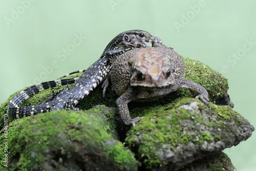 A young salvator monitor lizard attacks a Malayan giant toad on a rock overgrown with moss. This reptile has the scientific name Varanus salvator. 