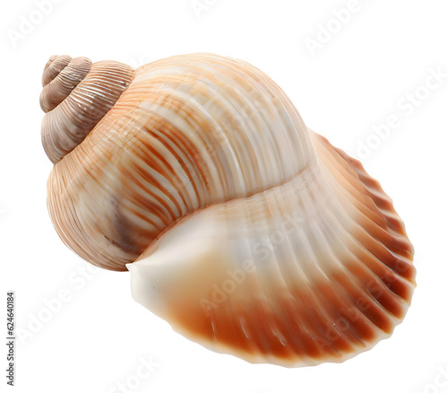 Isolated bright spiral seashell conch for use as decoration element