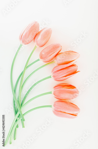 Fototapeta Naklejka Na Ścianę i Meble -  Seven tender tulips isolated on white